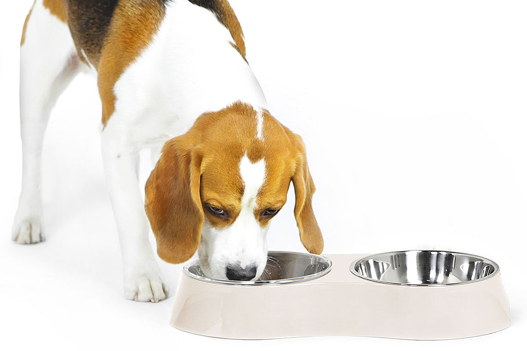 Dog eating best sale from bowl