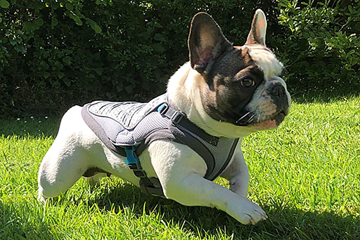 How Long Can a Dog Wear a Cooling Coat?