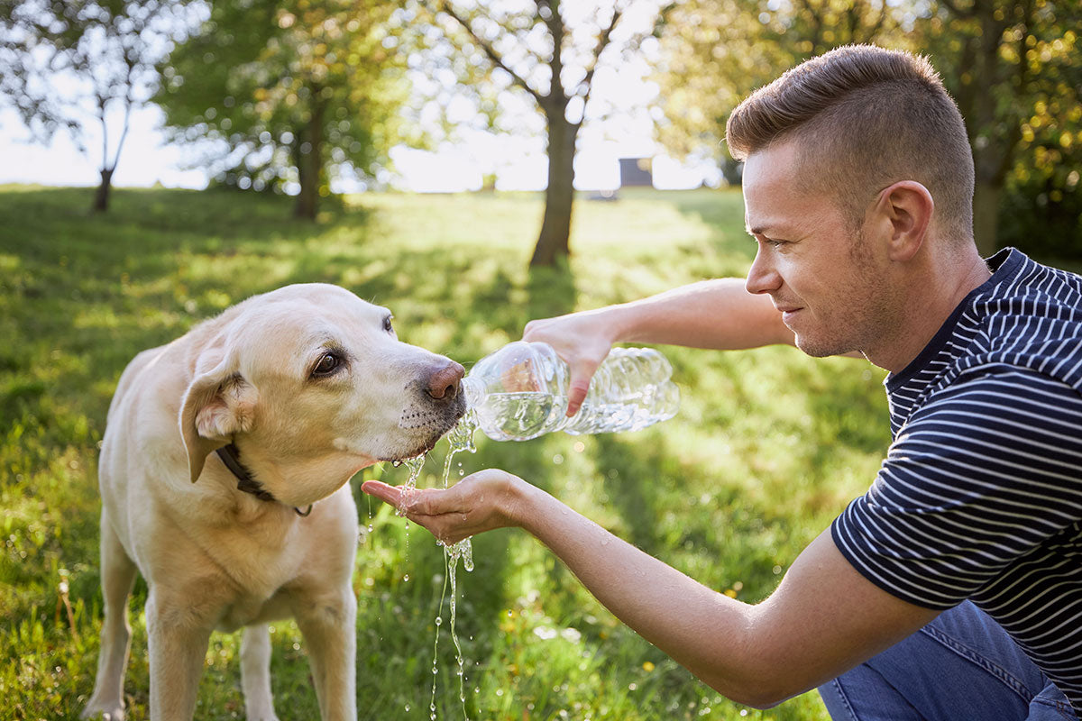 Emergency Tips to Quickly Cool Down an Overheated Dog