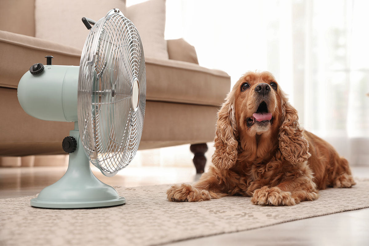 Keeping Dogs Cool at Night: Tips and Tricks