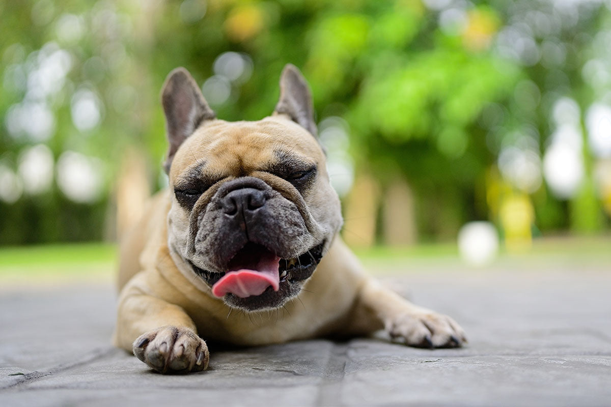 Understanding Heatstroke in Dogs: Symptoms and Prevention