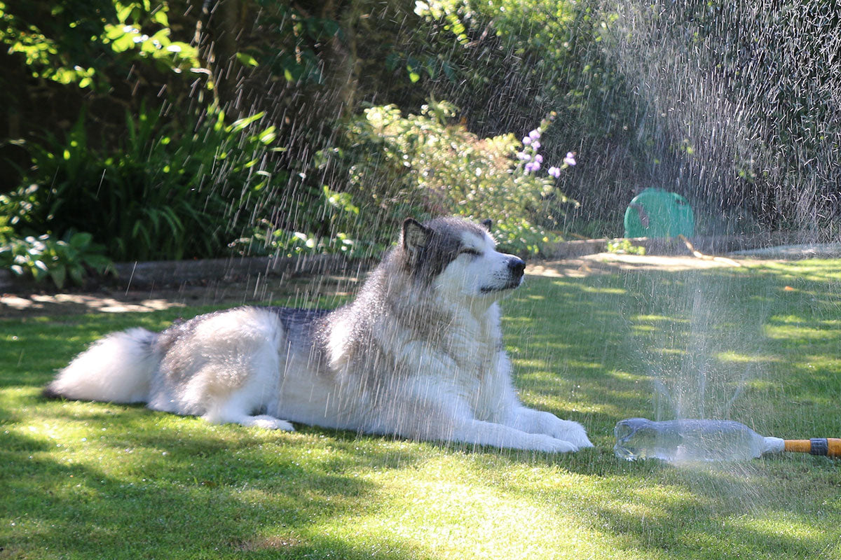 Keeping Your Dog Cool: Top Tips for Hot Weather